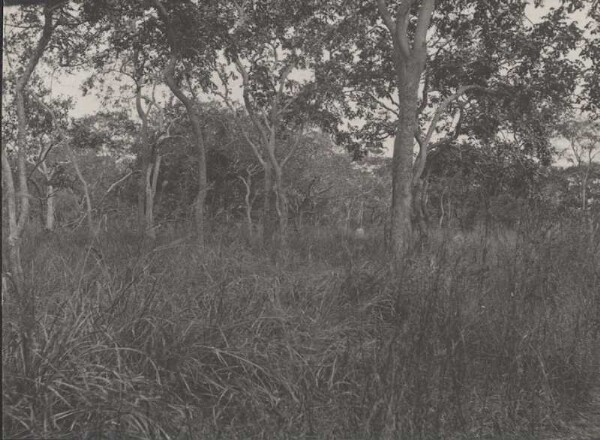 Natürliche Vegetation „Lichter Laubwald mit Gras“ Pori. Zansibar Urasi-Berge. und Chikukula