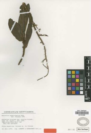 Hieracium frigidum Wedd. var. Griseb. elatius[syntype]