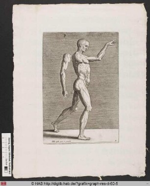 Darstellung eines männlichen Körpers in der Seitenansicht mit sichtbaren Muskelpartien und einzeln abgebildetem rechten Arm.