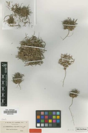 Hohenackeria polyodon Coss. & Durieu [syntype]
