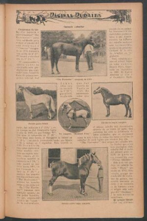 Páginas rurales : Ganado caballar