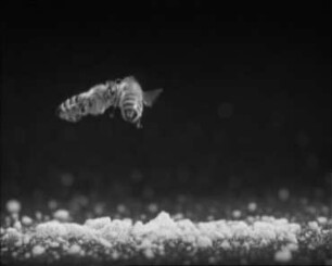Apis mellifera (Apidae) - Flight Behavior and Wing Movements