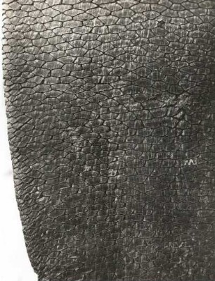 Biber (Castor fiber L.). Kelle (Teilansicht)
