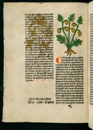 74v-75r, Kürbiß oder sebe (123. Kapitel)