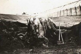 Verkieselter Wurzelstock (oberer Durchmesser ca. 1,50 m) einer Sequoia im oberen Braunkohleflöz