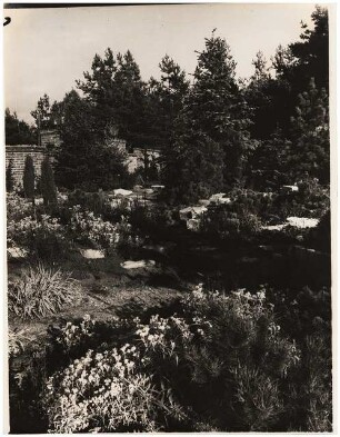 Garten Dr. Tomalla: Pflanzung