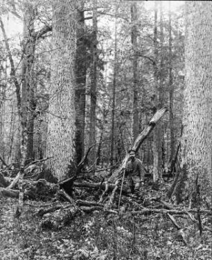 Rudolf Zimmermann in Bialowies : Portrait Rudolf Zimmermanns im Wald von Bialowieza