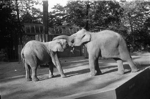 Elefanten im Karlsruher Zoo.