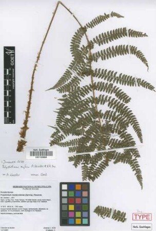 Polystichum montevidense (Spreng.) Rosenst.