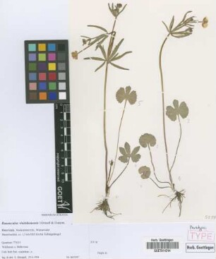 Ranunculus vindobonensis E. H&ouml;randl & W. Gutermann[paratype]