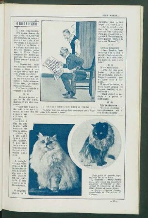 Dois gatos de grande raça, expostos em Nova York.