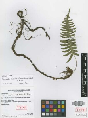 Polypodium concolorum M.Kessler & A.R. Sm. [paratype]