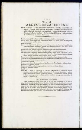 Tab. VI. Arctotheca Repens.