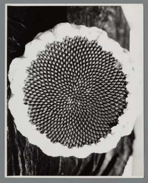 Sonnenblume, Blütenboden mit Samen (Helianthus annuus)