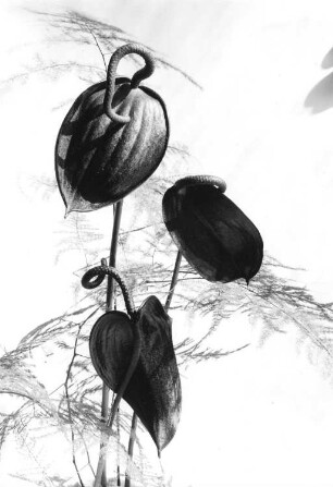 Kleine Flamingoblume - Anthurium hortulanum BIRDS, Blütenstiele mit Asparaguskraut