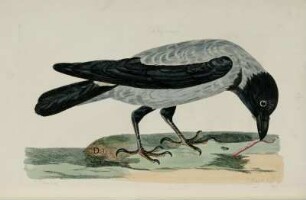 The Royston Crow