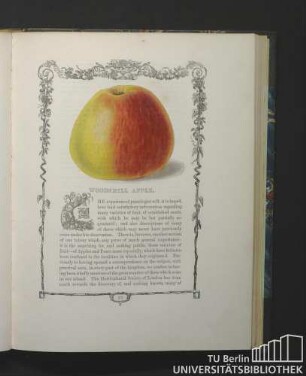 Woodshill Apple.