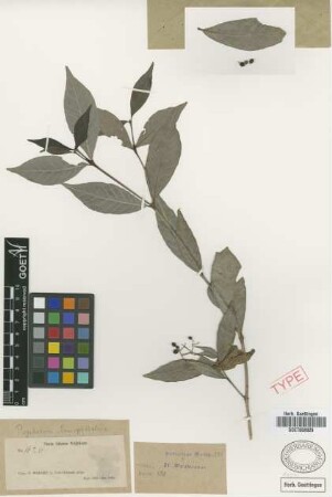 Psychotria lasiophthalma Griseb. [syntype]