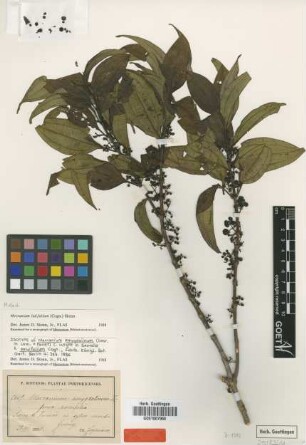 Mecranium amygdalinum (Desr.) C.Wright f. parvifolia Cogn.