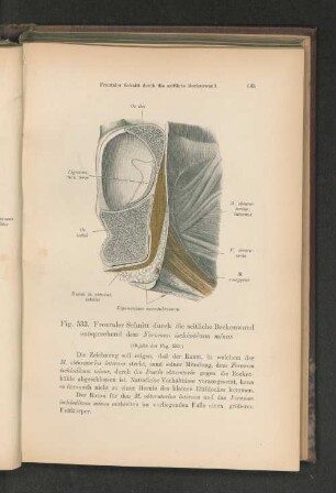 Fig. 533. Frontaler Schnitt durch die seitliche Beckenwand entsprechend dem Foramen ischiadicum minus.