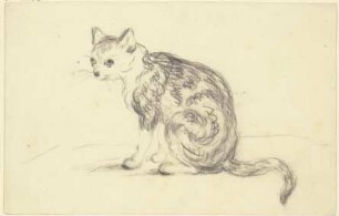 Sitzende Katze