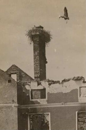 Weißstorch (Ciconia ciconia) zum Nest fliegend (Nest auf dem Schornstein eines durch Kriegseinwirkung zerstörten Gebäudes in Rußland)