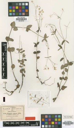 Euphorbia ariensis HBK. var. villicaulis Fernald[isotype]