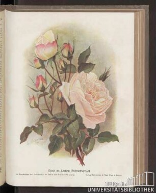 Gruss an Aachen (Polyantharose) : 56. Kunstbeilage des "Lehrmeisters im Garten und Kleintierhof", Leipzig