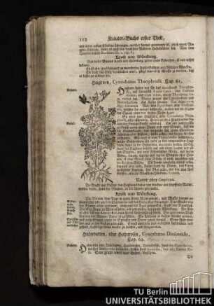 Cap. 61. Hagdorn, Cynosbatus Theophrasti.