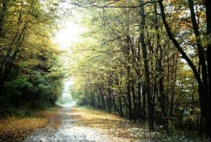 Weg zwischen herbstlich gefärbten Gehölzreihen