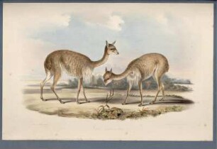 Vicuna Llama Vicuna [bis] Mule Hemionus & Burchell's Zebra