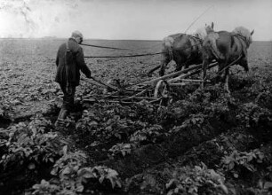 zweireihiges Vielfachgerät bei der Kartoffelpflege