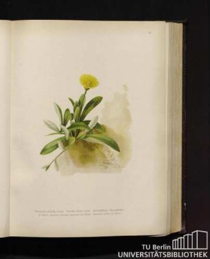 Hieracium pilosella Linné. Pilosella minus Linné. Habichtskraut, Mausöhrchen.