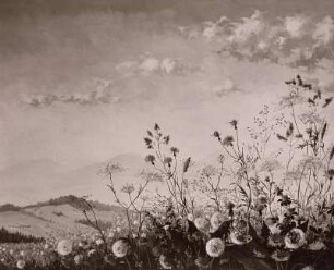 Blumenwiese