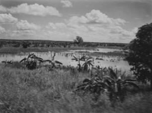 Sumpfland : Überschwemmtes Grasland