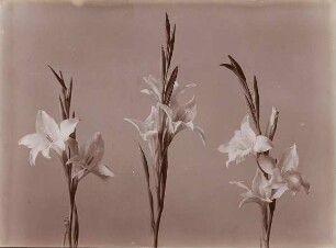 Lilien
