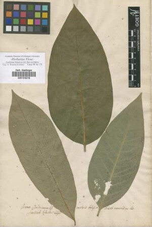 Annona