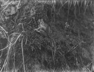 Europäischer Laubfrosch : Europäischer Laubfrosch (Hyla arborea Linnaeus).