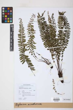 Asplenium miradorense Liebm.