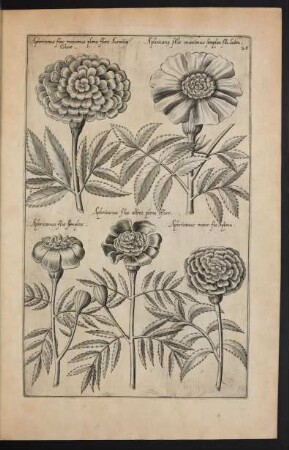 Taf. 26. [Africanus flos]