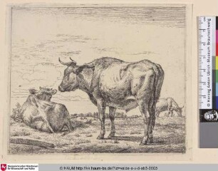 [Stehender Bulle; Standing Bull]