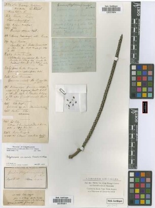 Geonoma swartzii Griseb.