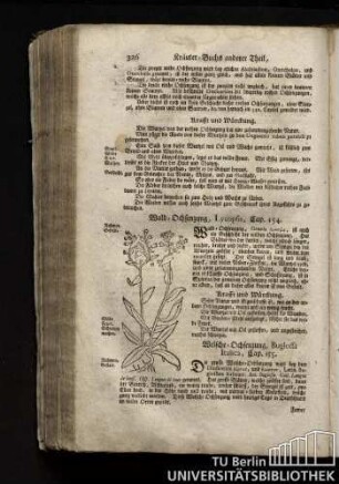 Cap. 155. Welsche Ochsenzung, Buglossa Italica.