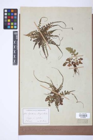 Aspidium kuhnii C.Chr.