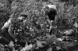 Nierswalde: Siedlung C; Gärtnerei, Tomatenernte