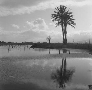 Sizilien, wahrscheinlich ein Blick über den Lago di Ganzirri bei Messina mit Palme