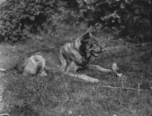 Deutscher Schäferhund und junger Waldkauz. : Ein Deutscher Schäferhund namens Pascha mit einem jungen Waldkauz.