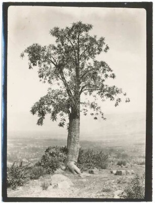 Carica lanceolota auf dem Serranía San Pedro bei Cochabamba