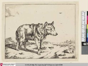 [Autre loup vu de trois quarts, et dirigé vers la droite; Wolf mit eingezogenem Schwanz nach rechts, im erchten Hintergrund Vögel]
