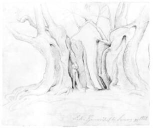 Linde in Hennersdorf : Rietschel, Ernst: Hennersdorf. April (?) 1825. Bleistift auf hellelfenbeinfarbenem Velin; 16,8 x 20,1 cm. Privatbesitz, WVZ 176
